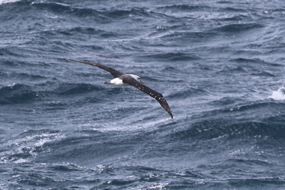 Белошапочный альбатрос - ML619979394