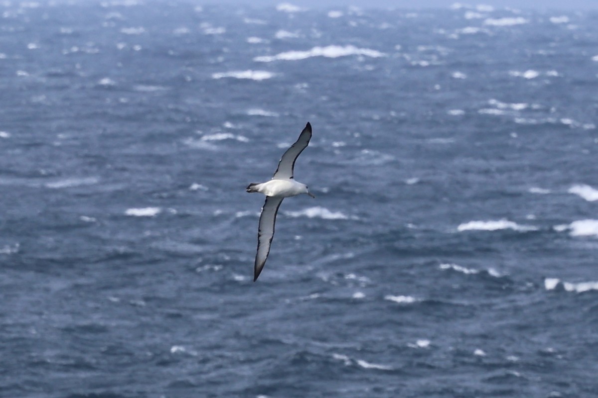 White-capped Albatross - ML619979396