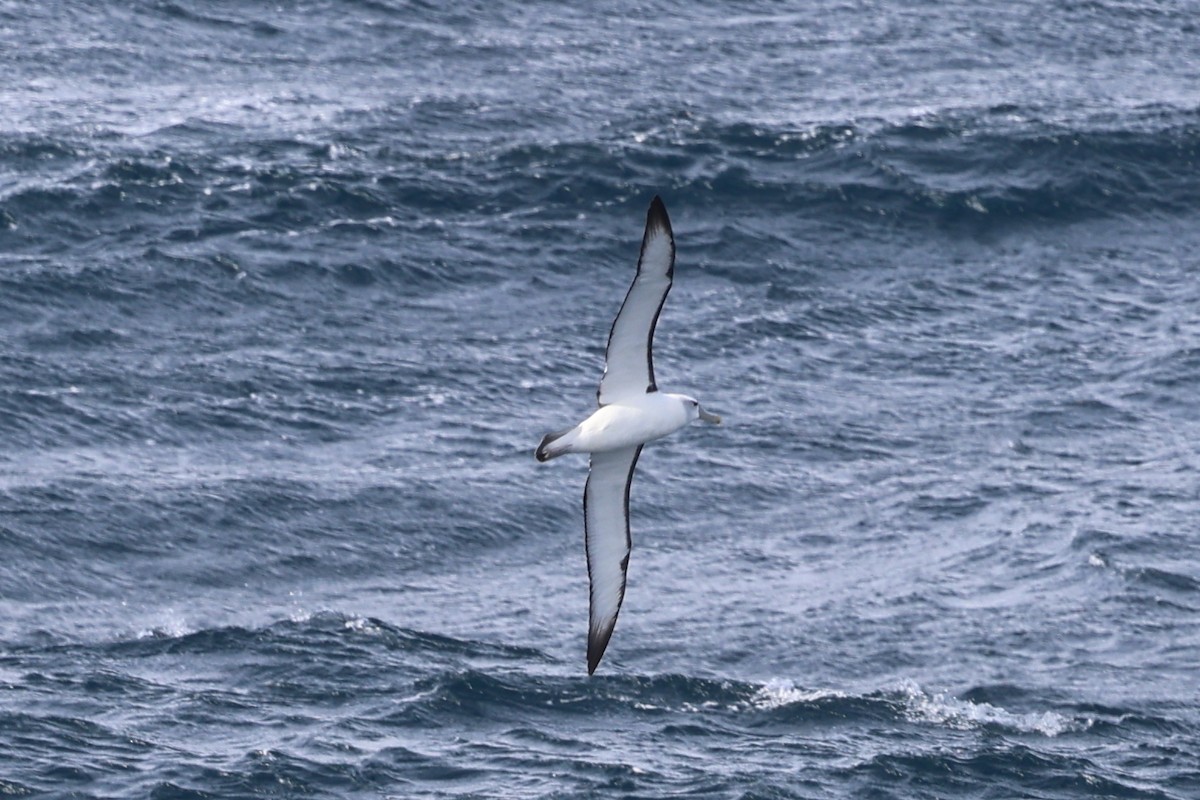 White-capped Albatross - ML619979397