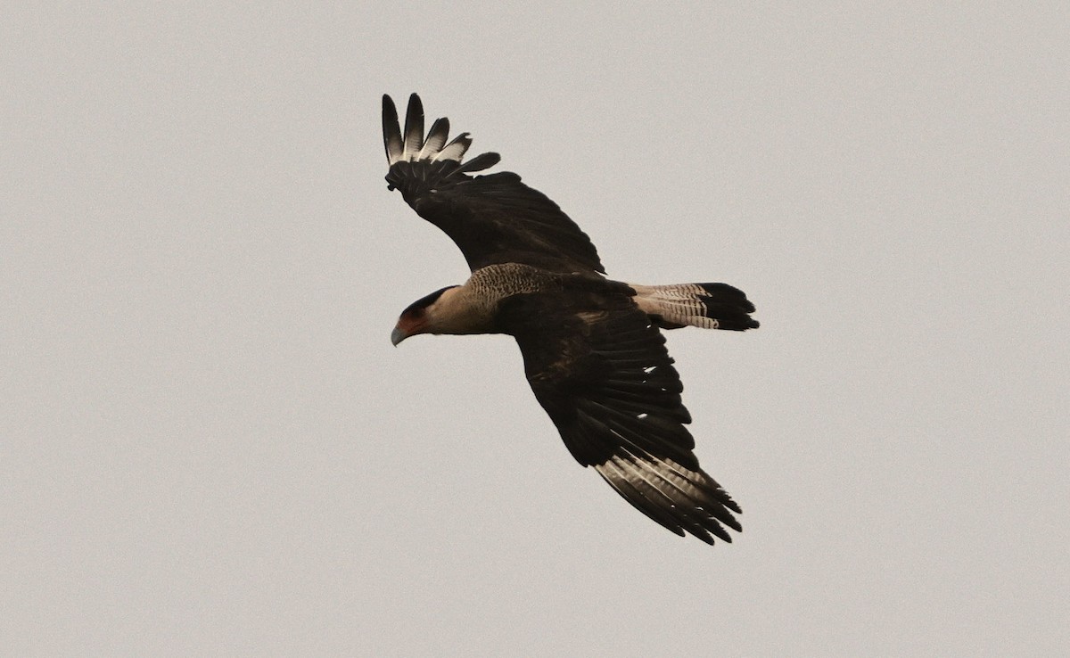 Crested Caracara - ML619979400