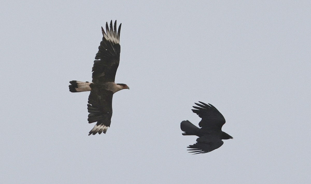 Crested Caracara - ML619979401