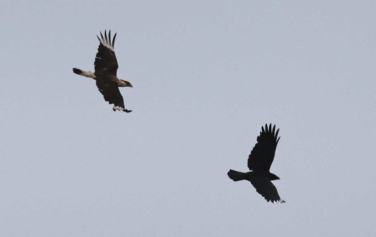 Crested Caracara - ML619979402