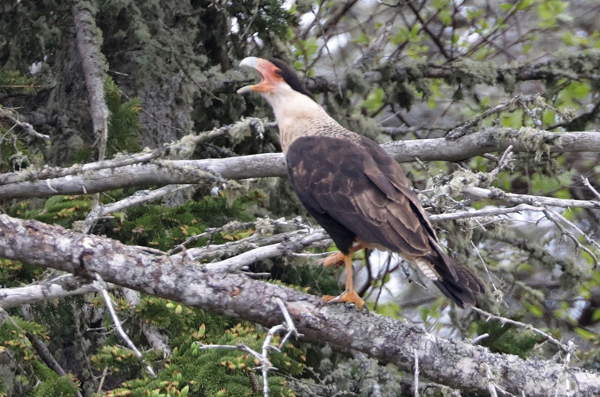 Crested Caracara - ML619979403