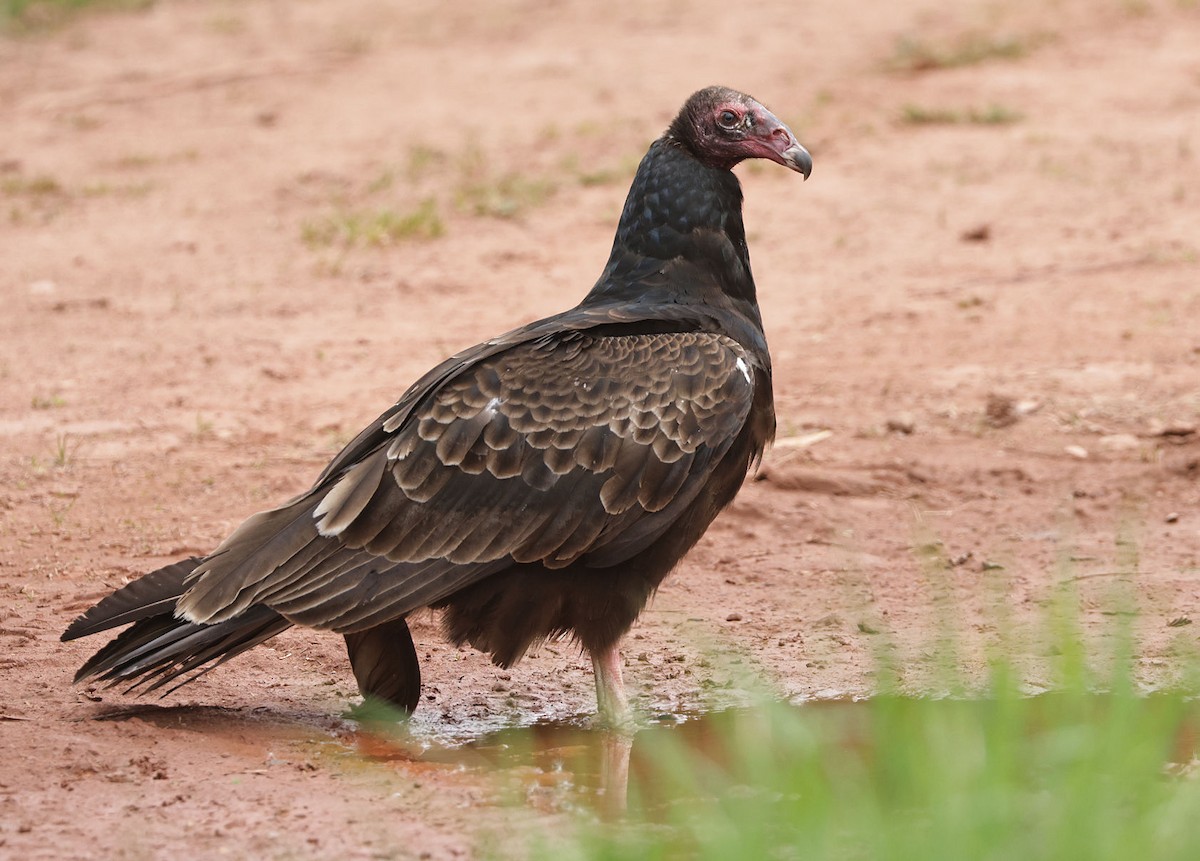 Turkey Vulture - ML619979406