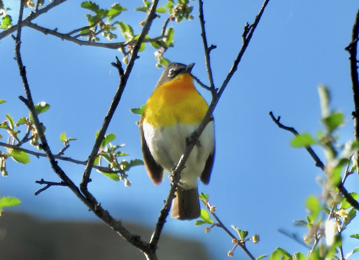 Yellow-breasted Chat - ML619979434