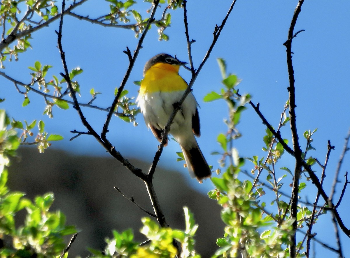 Yellow-breasted Chat - ML619979435