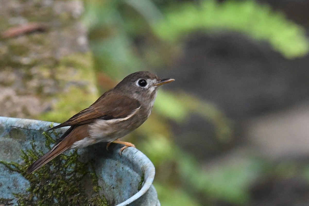 Brown-breasted Flycatcher - ML619979440