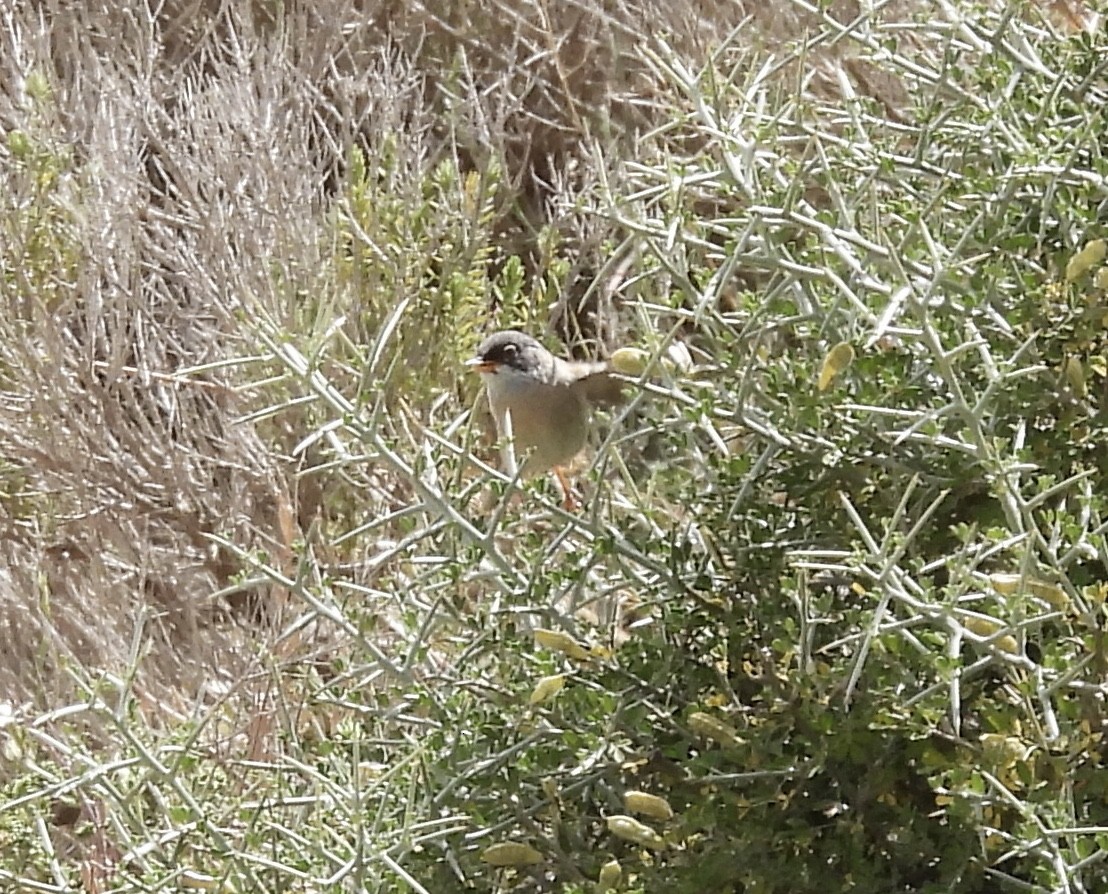 Spectacled Warbler - ML619979450