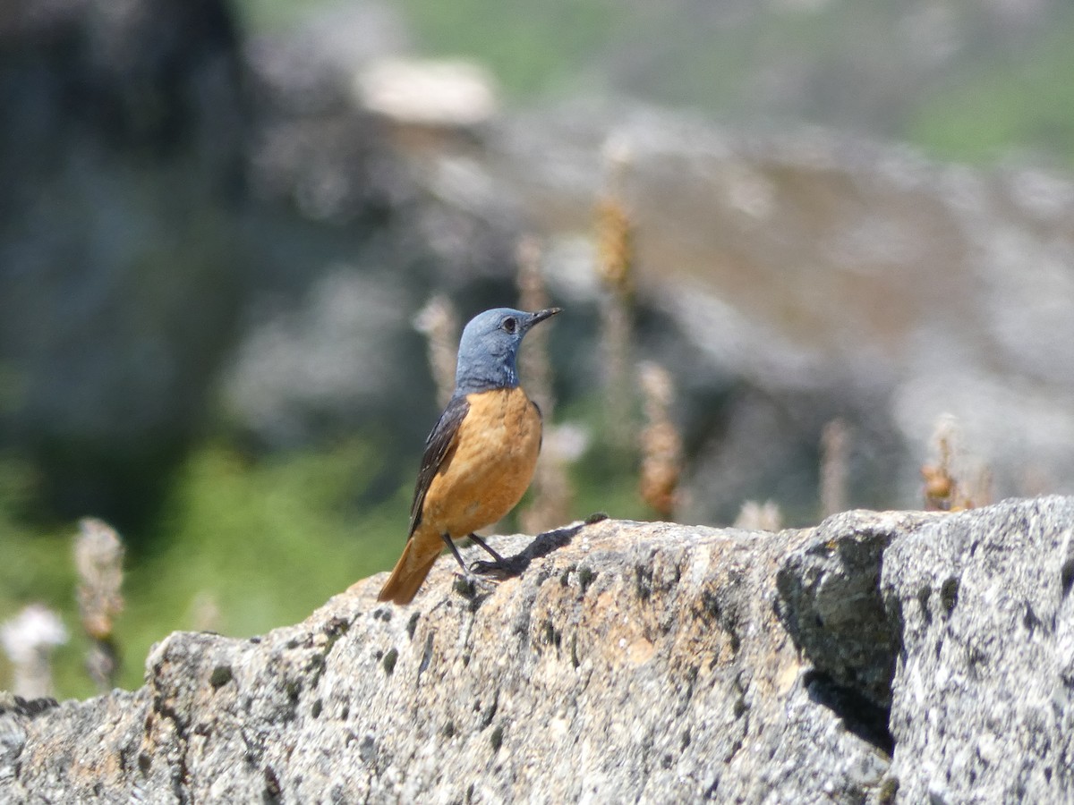 Rufous-tailed Rock-Thrush - ML619979477