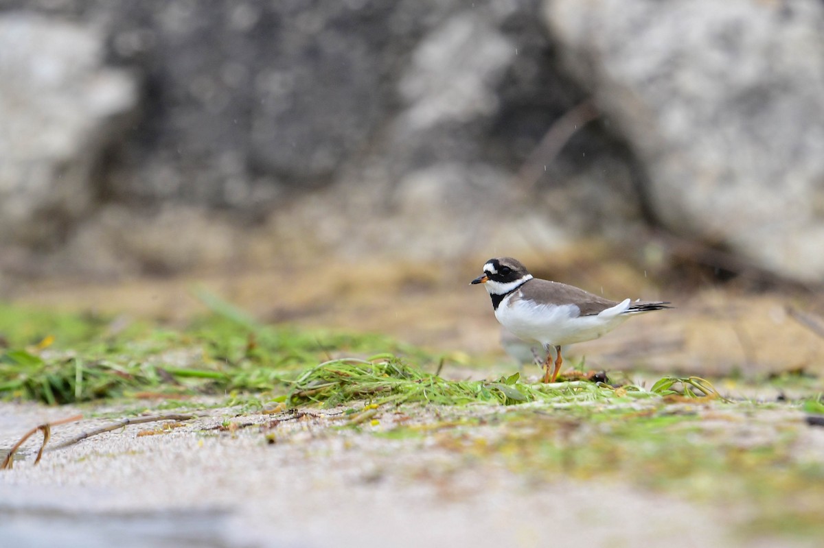 Common Ringed Plover - ML619979494