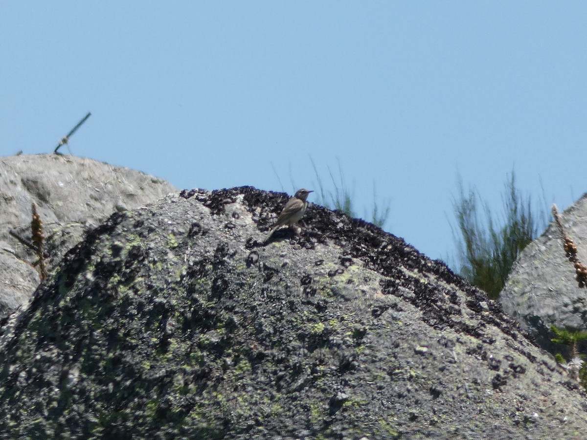 Tawny Pipit - ML619979502