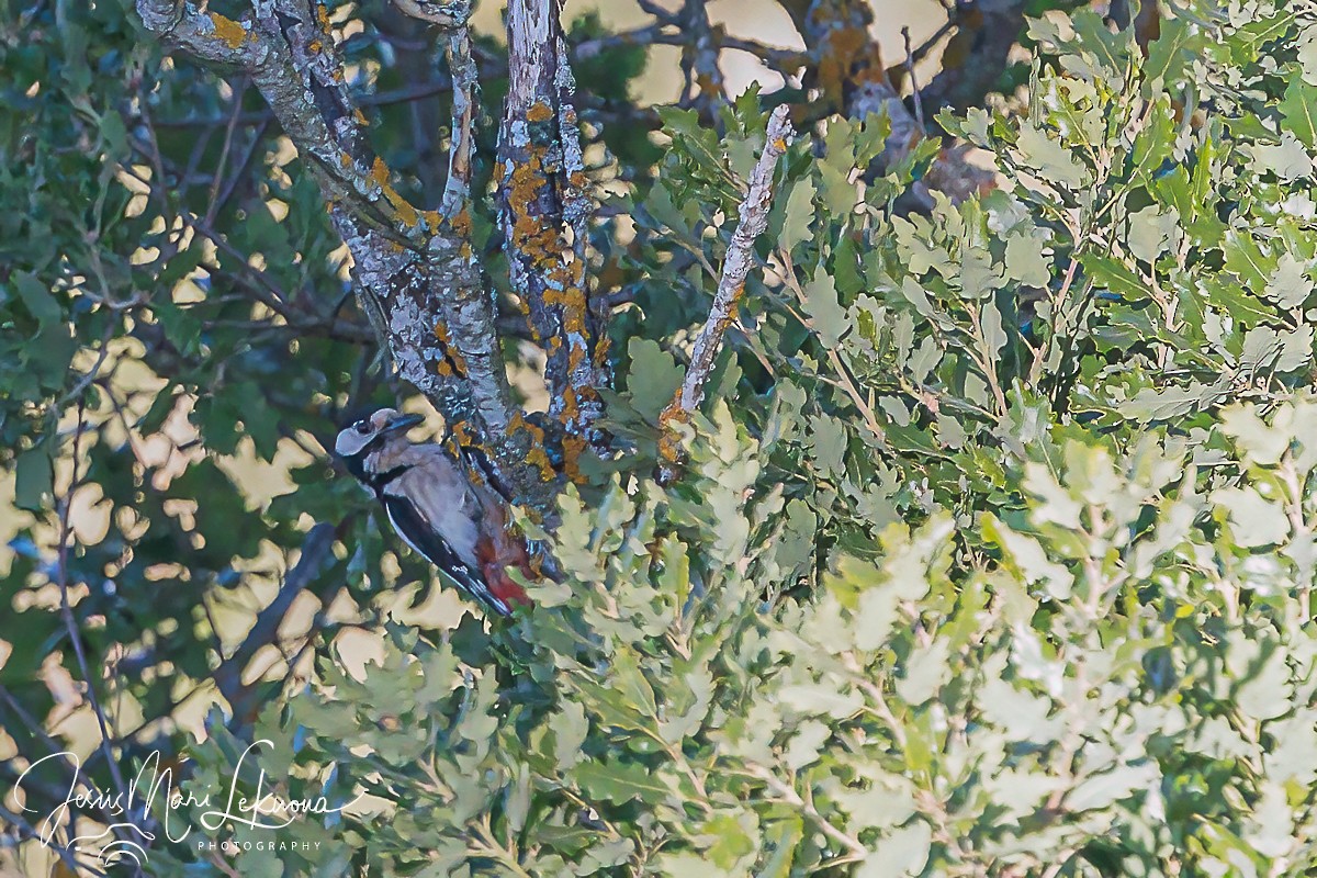 Great Spotted Woodpecker - ML619979510