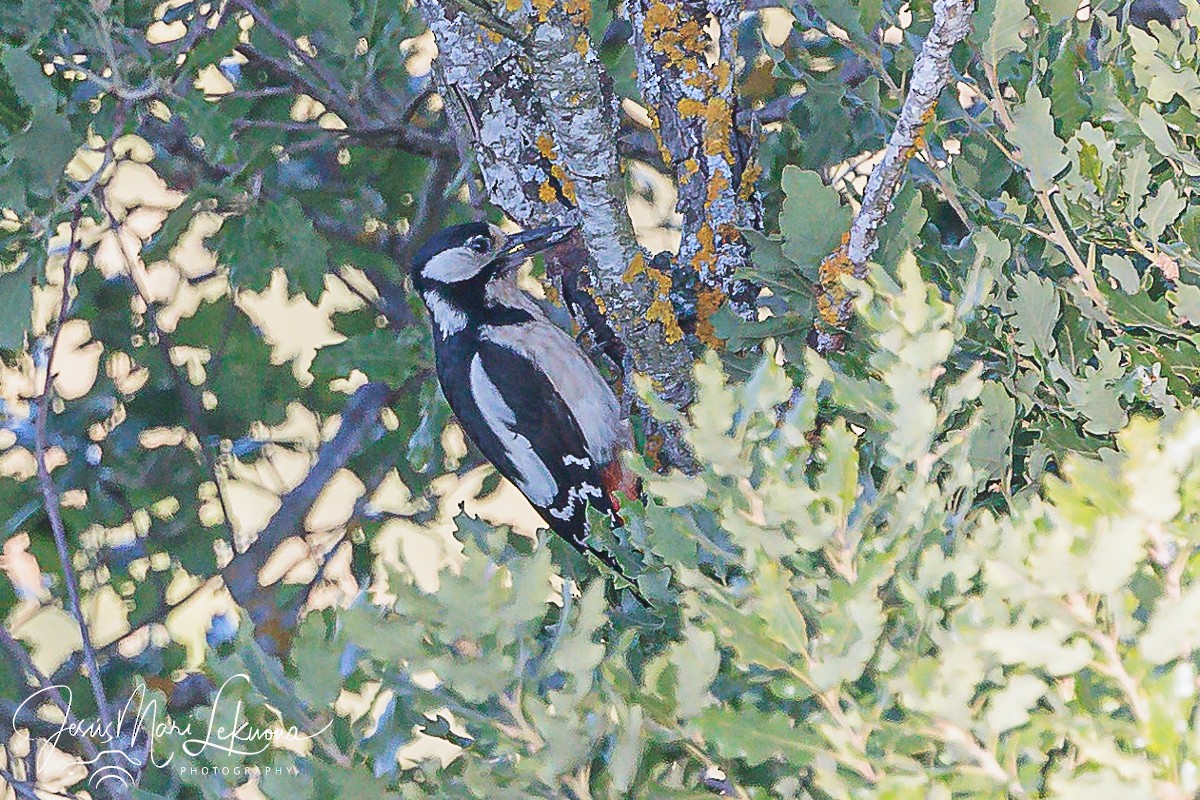 Great Spotted Woodpecker - ML619979511