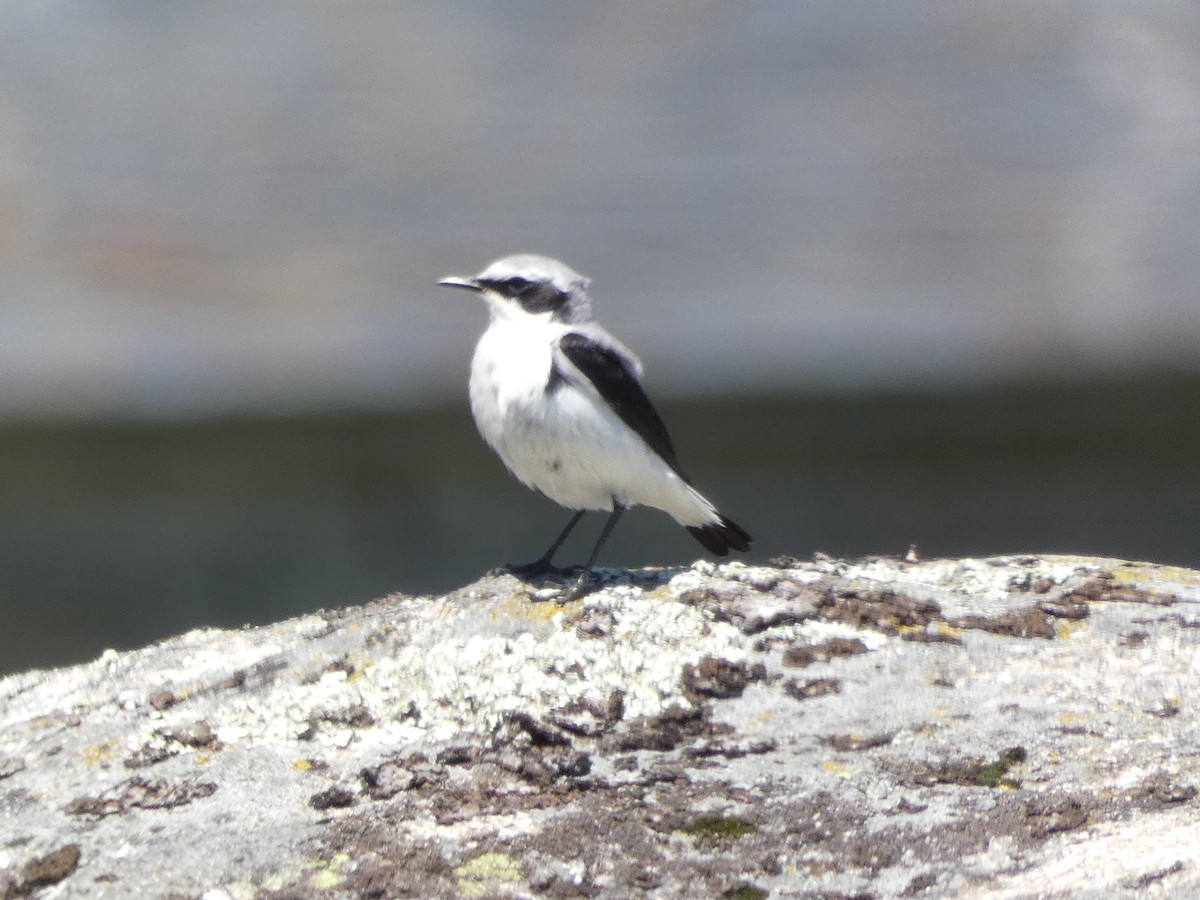 Northern Wheatear - ML619979513