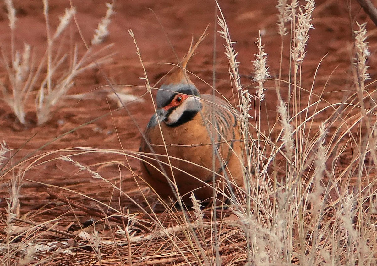 Spinifex Pigeon - ML619979514