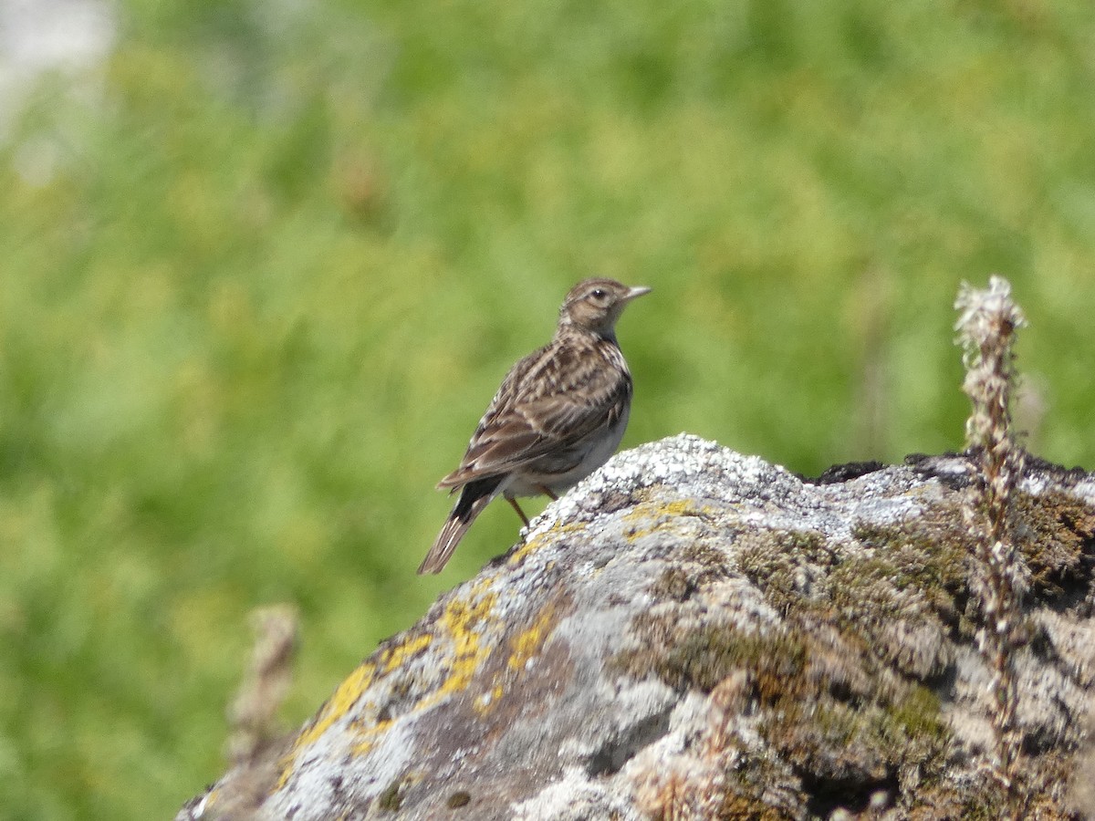 Eurasian Skylark - ML619979515