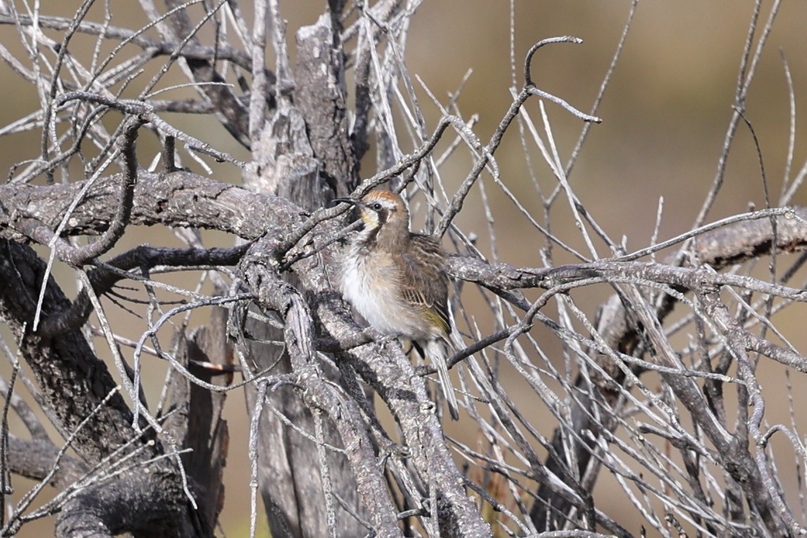 Tawny-crowned Honeyeater - ML619979519