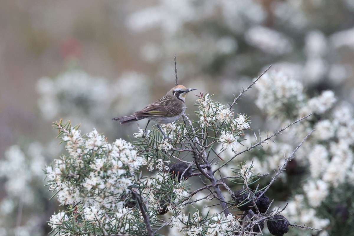 Tawny-crowned Honeyeater - ML619979520