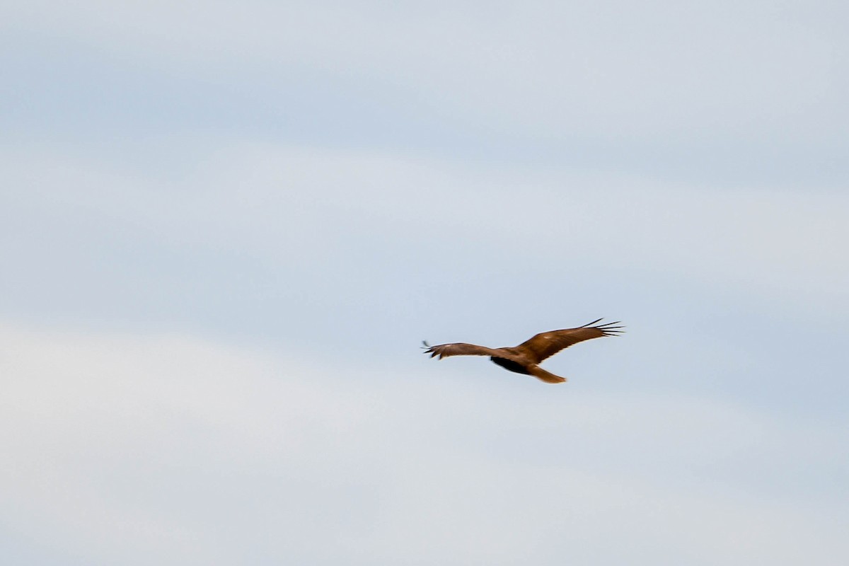 Western Marsh Harrier - ML619979522