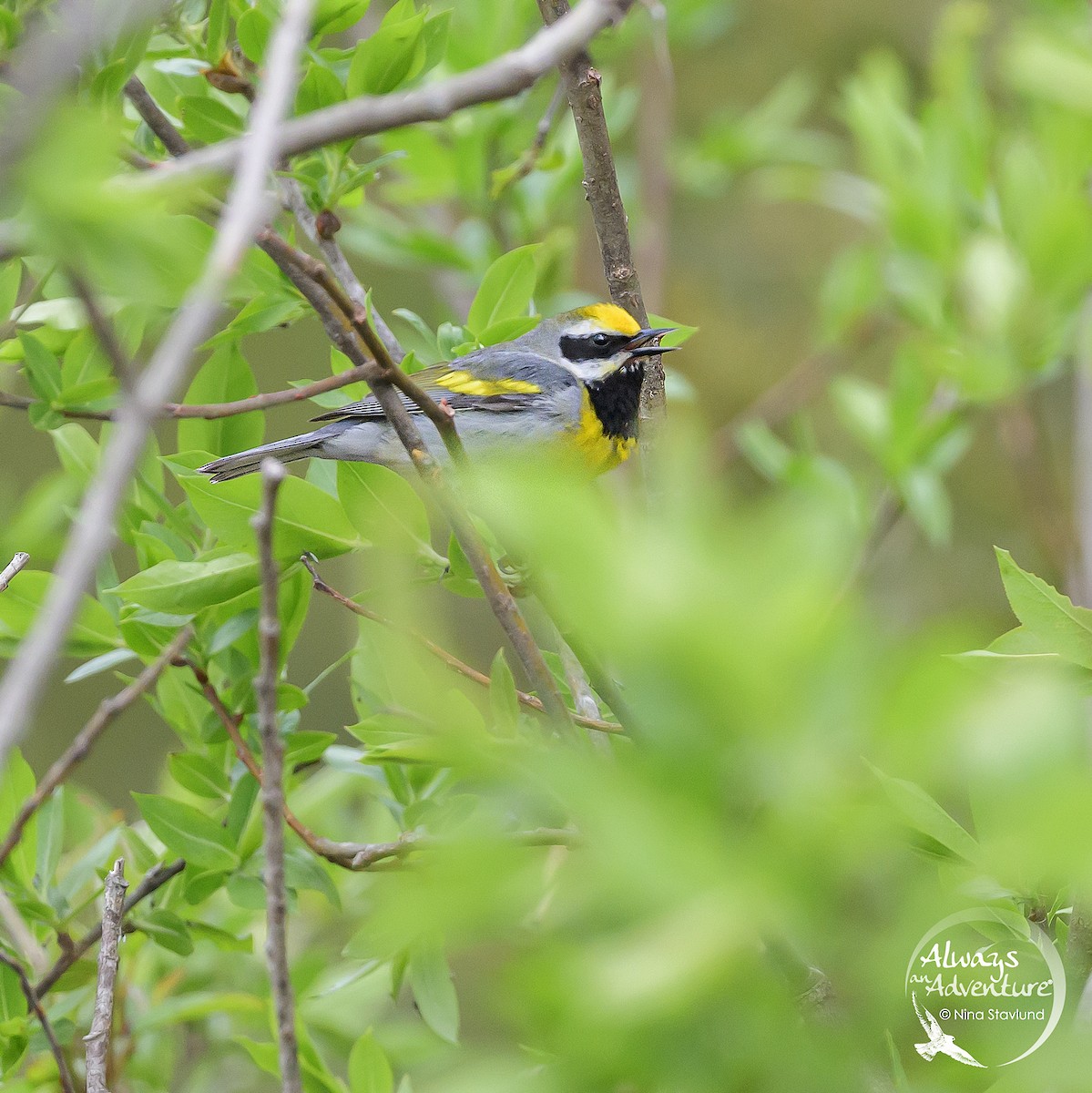 Lawrence's Warbler (hybrid) - ML619979523