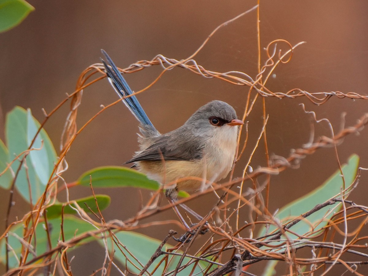 Purple-backed Fairywren - ML619979530