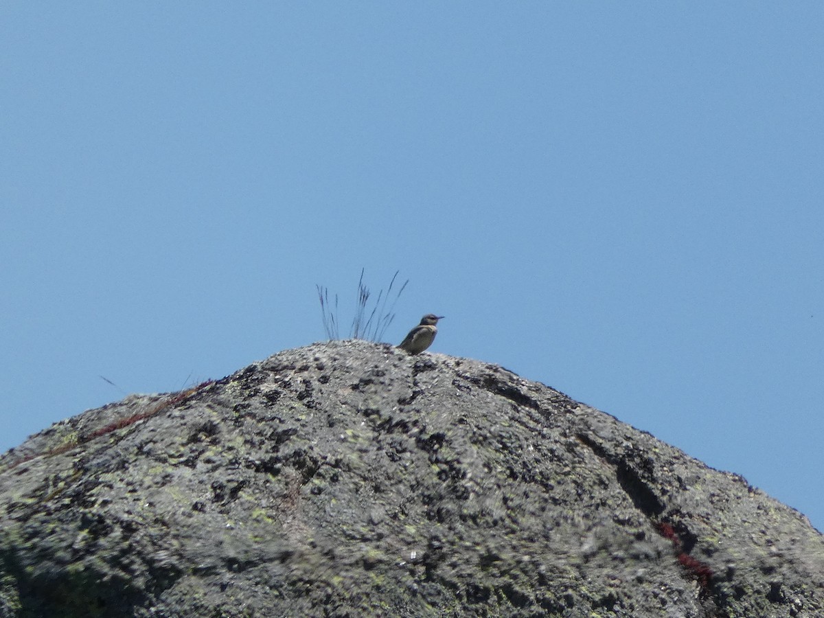 Tawny Pipit - ML619979531