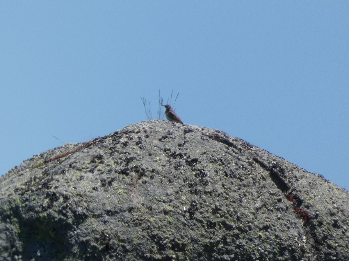 Tawny Pipit - ML619979532