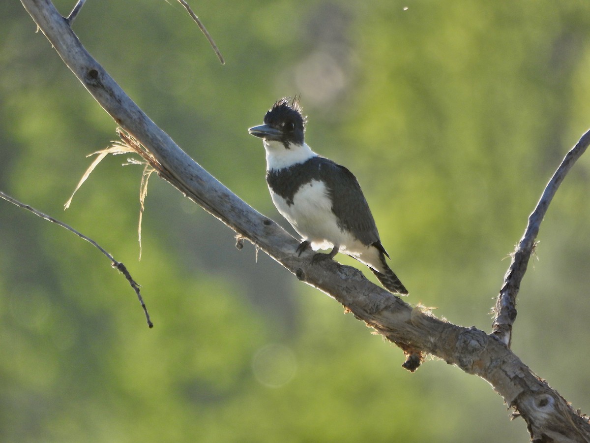 Belted Kingfisher - ML619979545