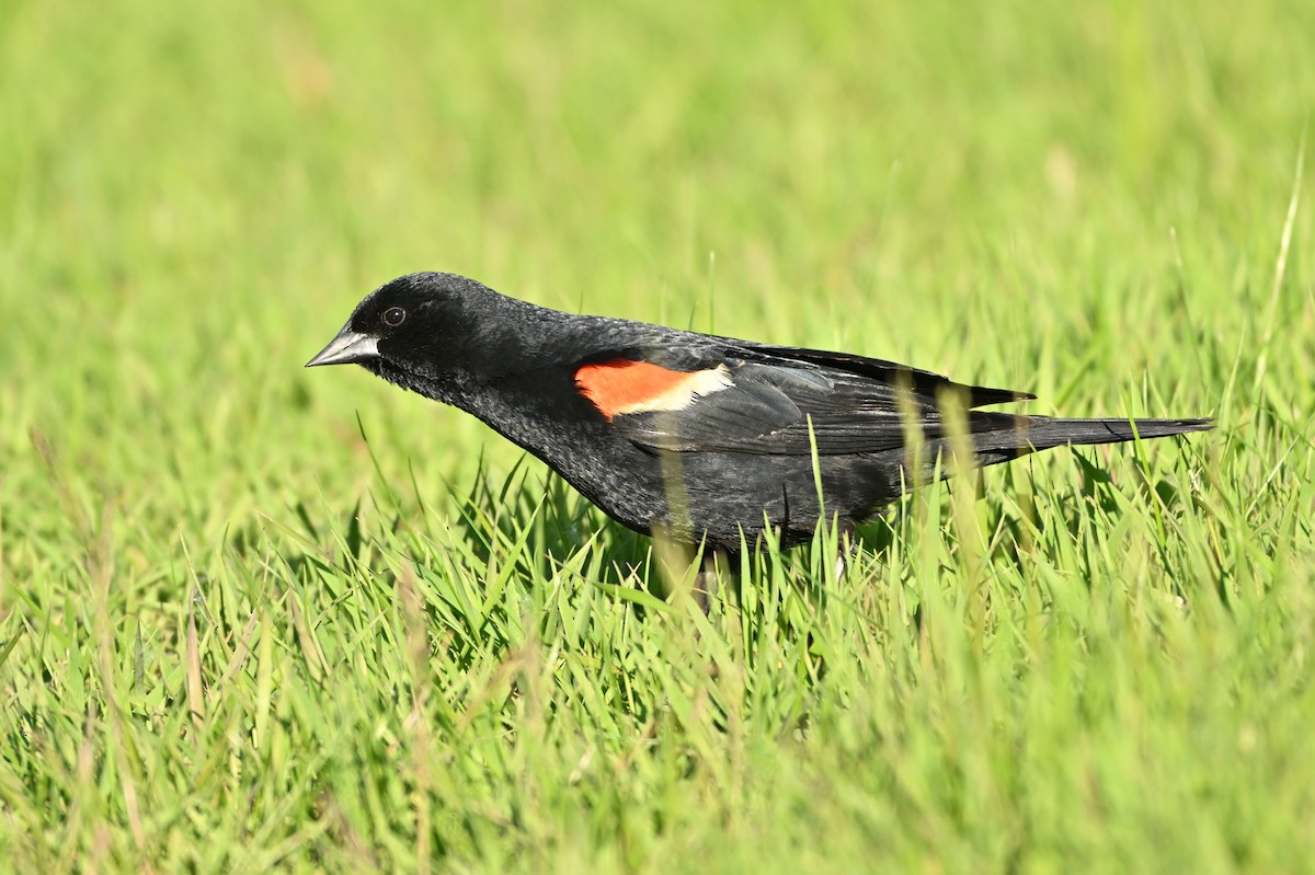 Red-winged Blackbird - ML619979549