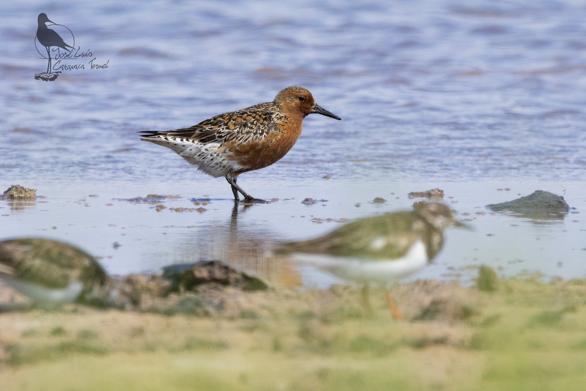 Red Knot - ML619979569