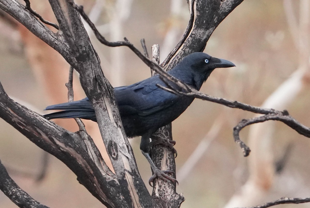 Torresian Crow - ML619979575