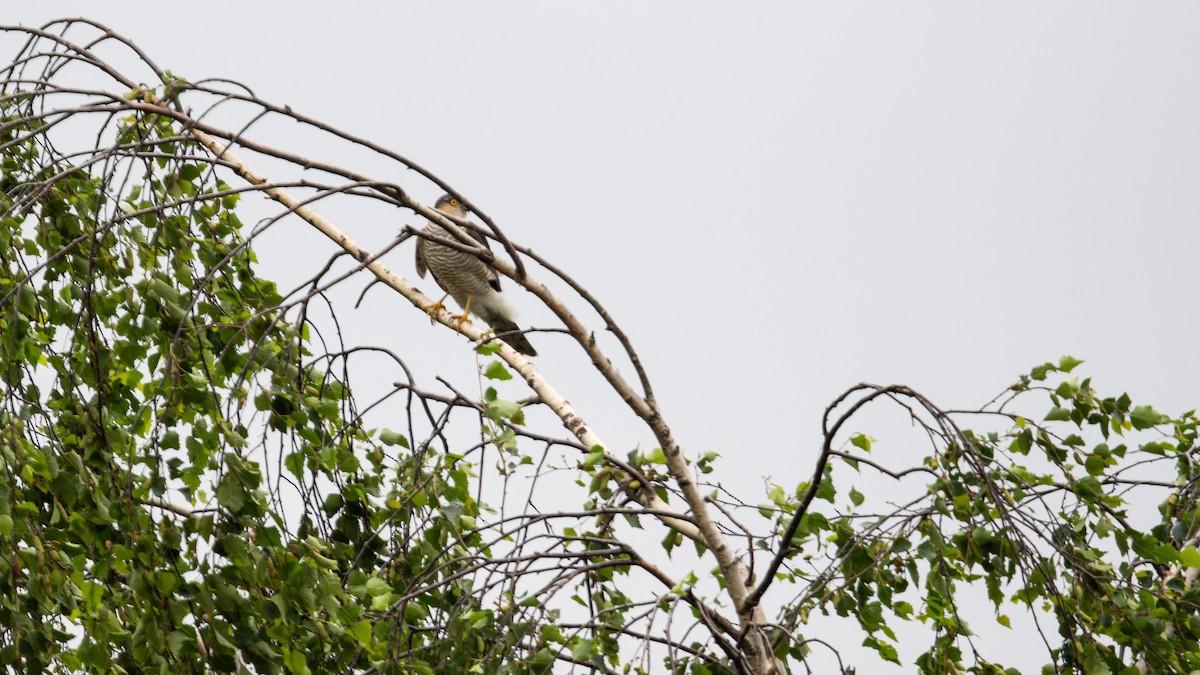 Eurasian Sparrowhawk - ML619979581