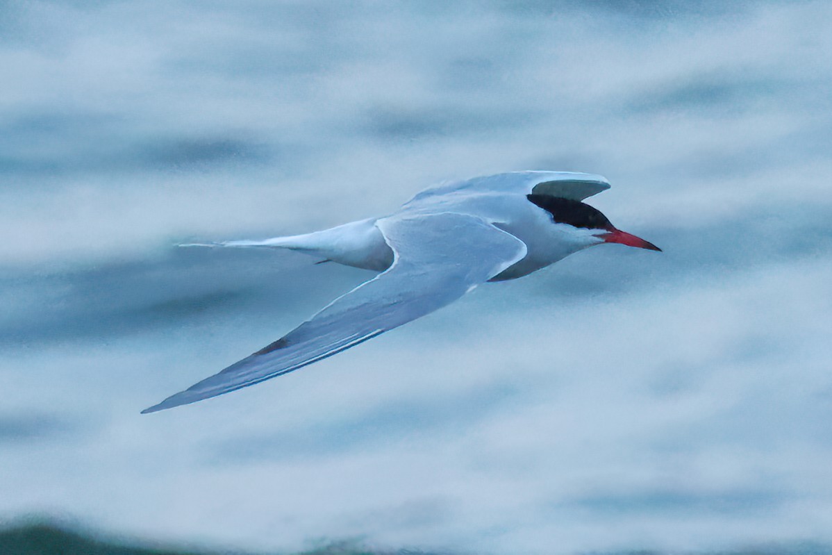 Common Tern - ML619979588