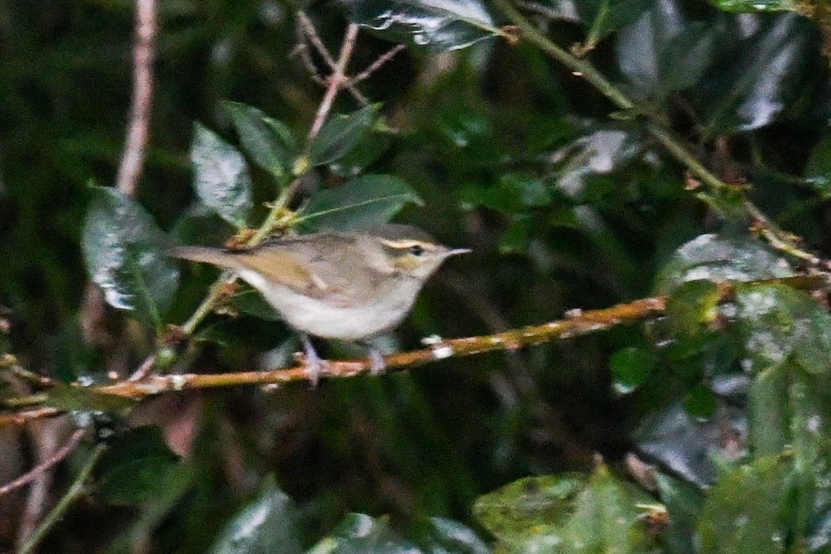 Mosquitero Picudo - ML619979594