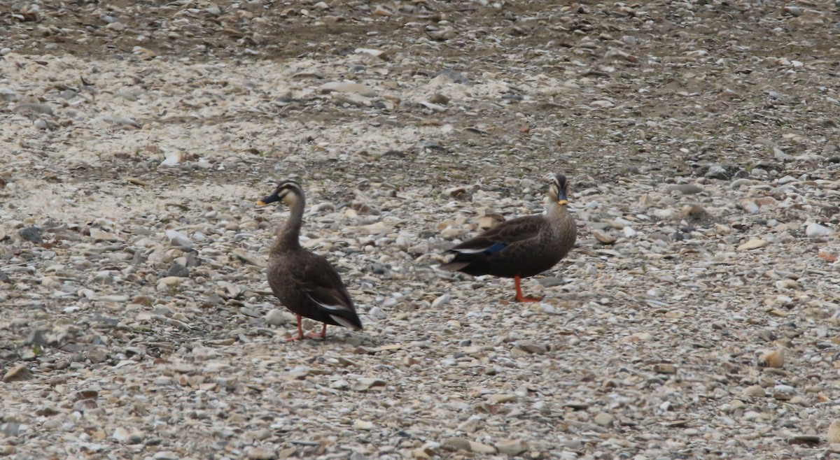 Eastern Spot-billed Duck - ML619979599