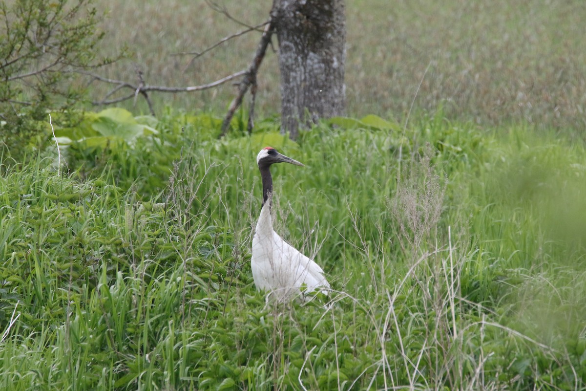 Red-crowned Crane - ML619979604