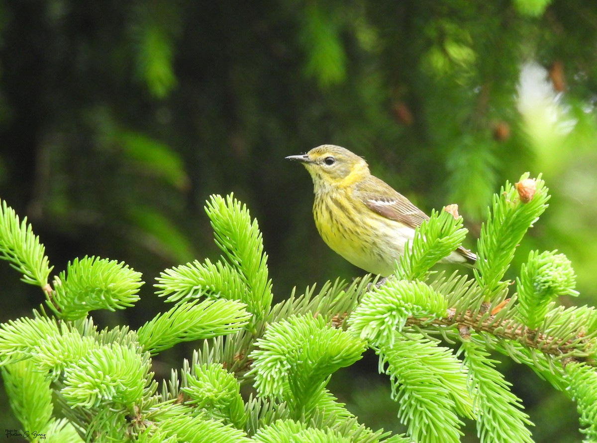 Cape May Warbler - ML619979608