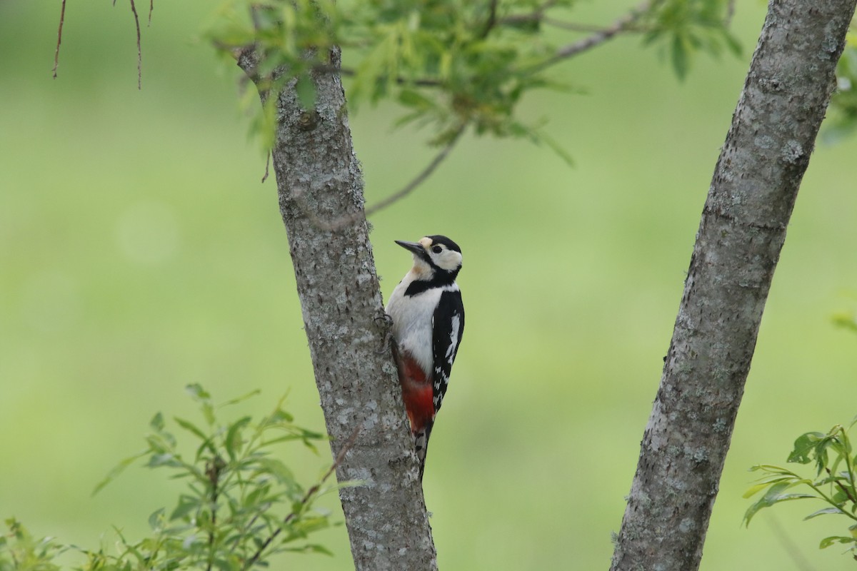 Great Spotted Woodpecker - ML619979615