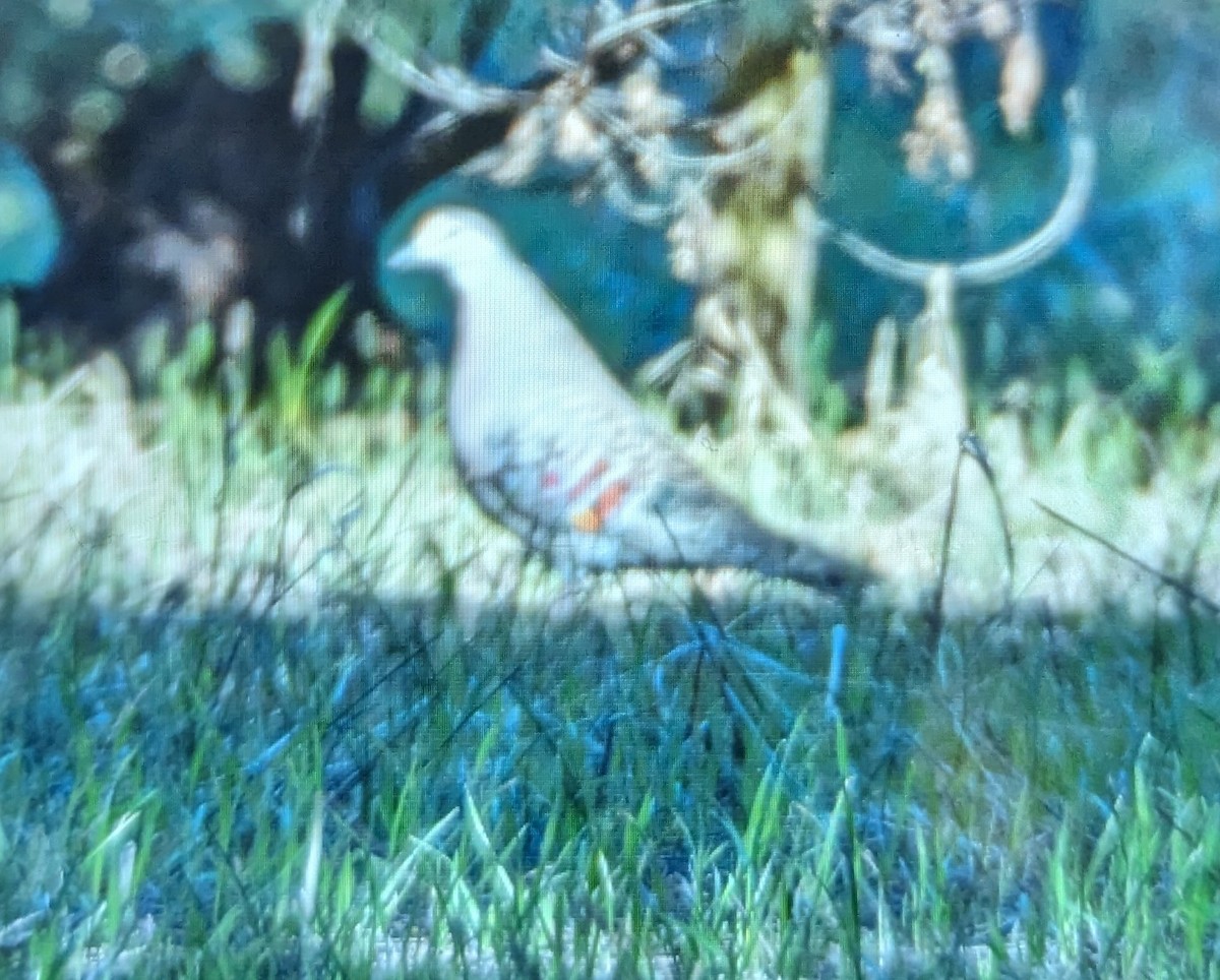 holub bronzovokřídlý - ML619979620
