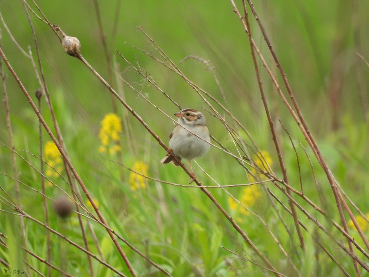 Clay-colored Sparrow - ML619979621