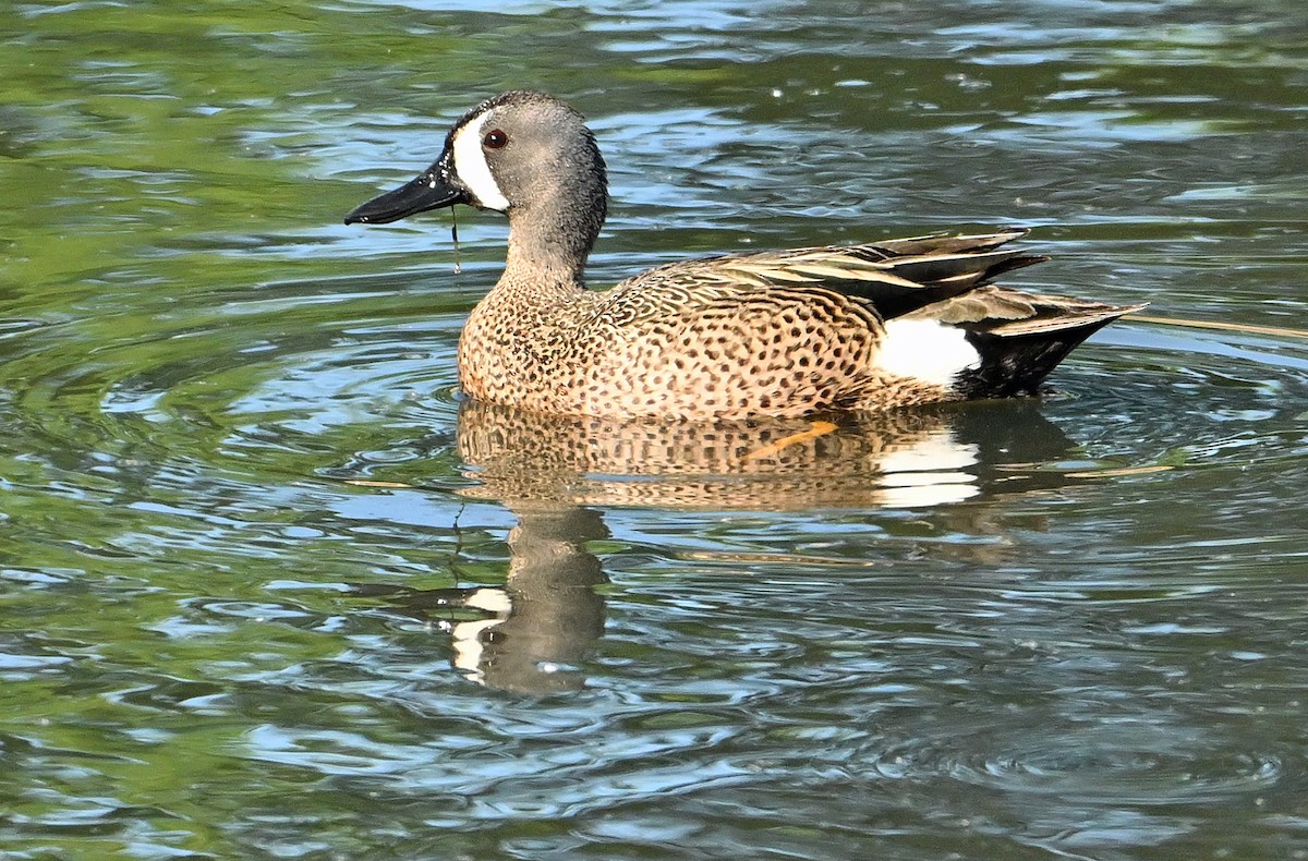 Blue-winged Teal - ML619979628