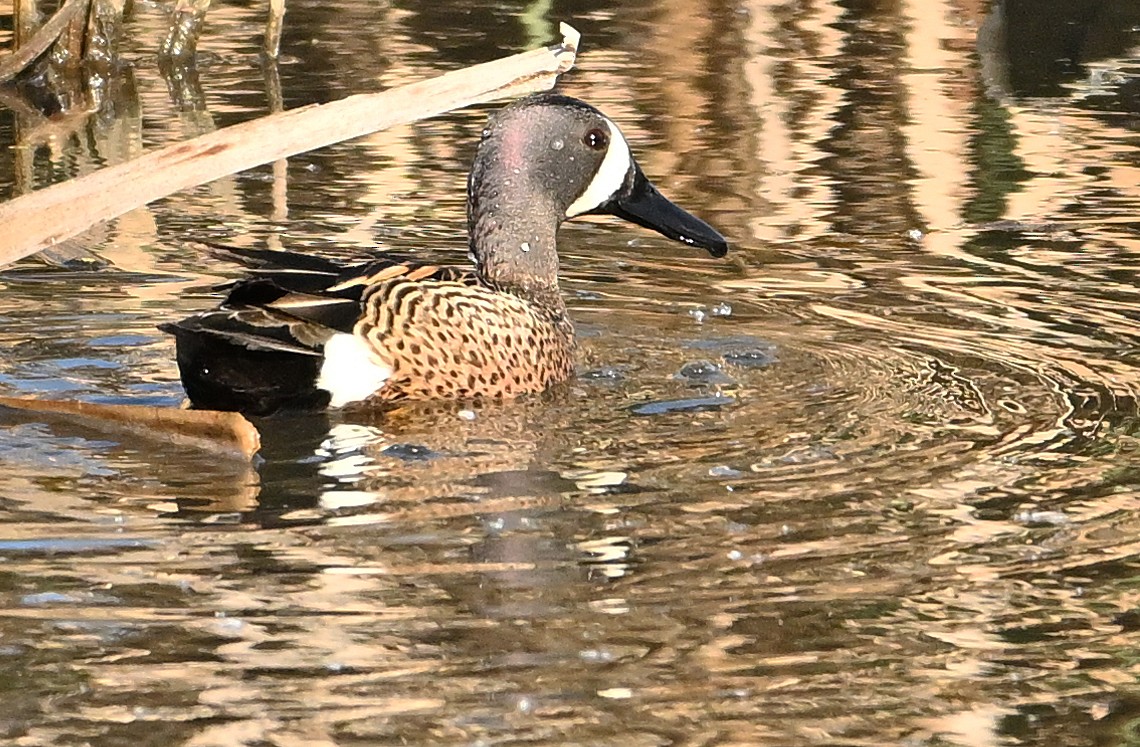Blue-winged Teal - ML619979632