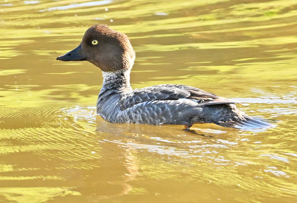 Common Goldeneye - ML619979653