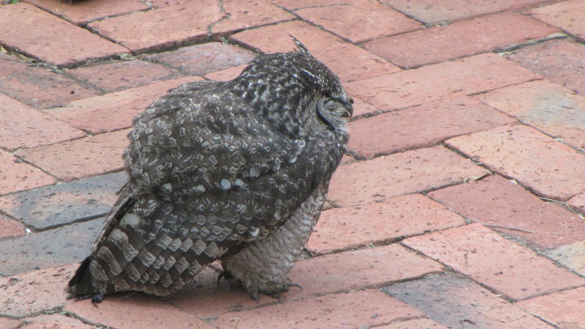 Spotted Eagle-Owl - ML619979671