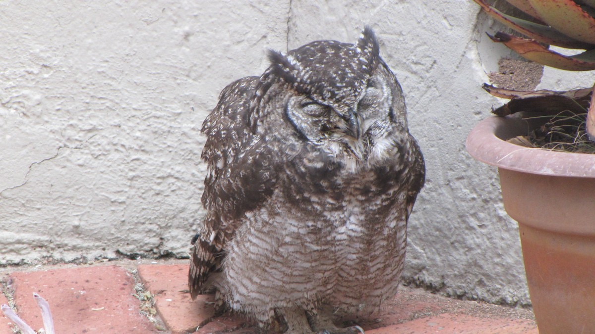 Spotted Eagle-Owl - ML619979672