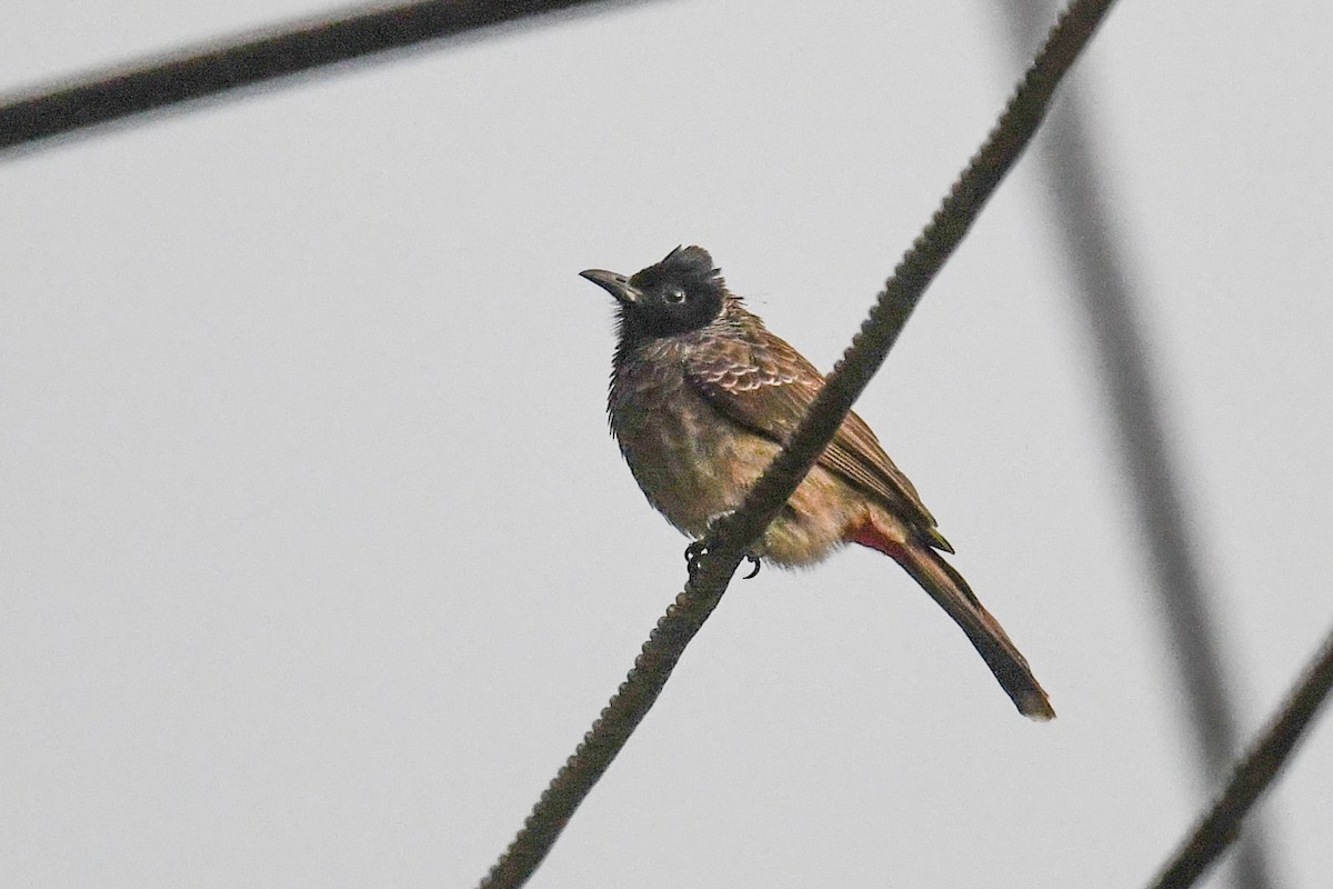 Red-vented Bulbul - ML619979684