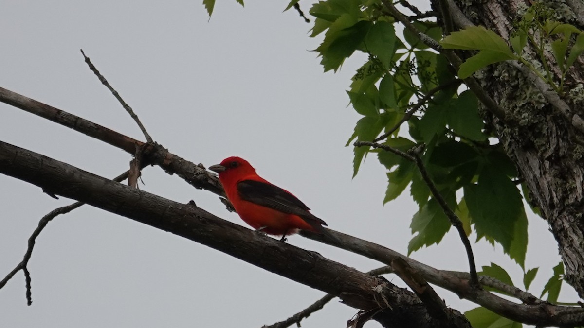 Scarlet Tanager - ML619979687