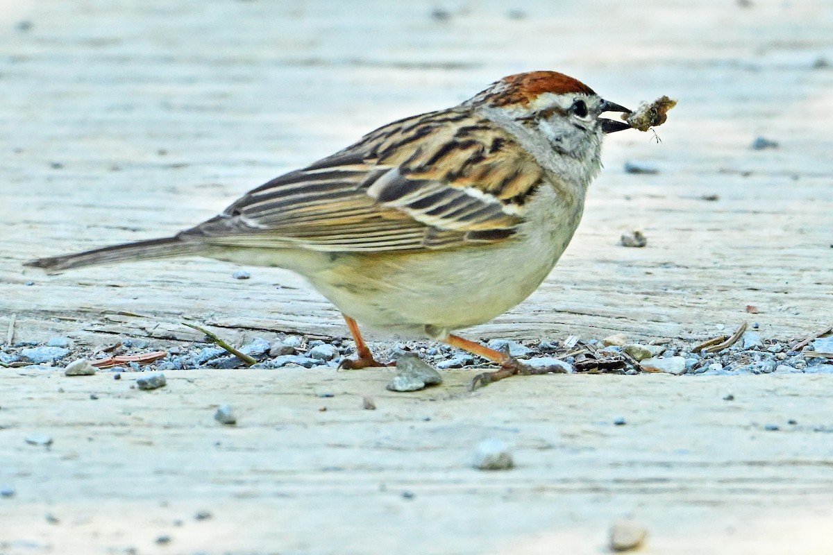 Chipping Sparrow - ML619979688