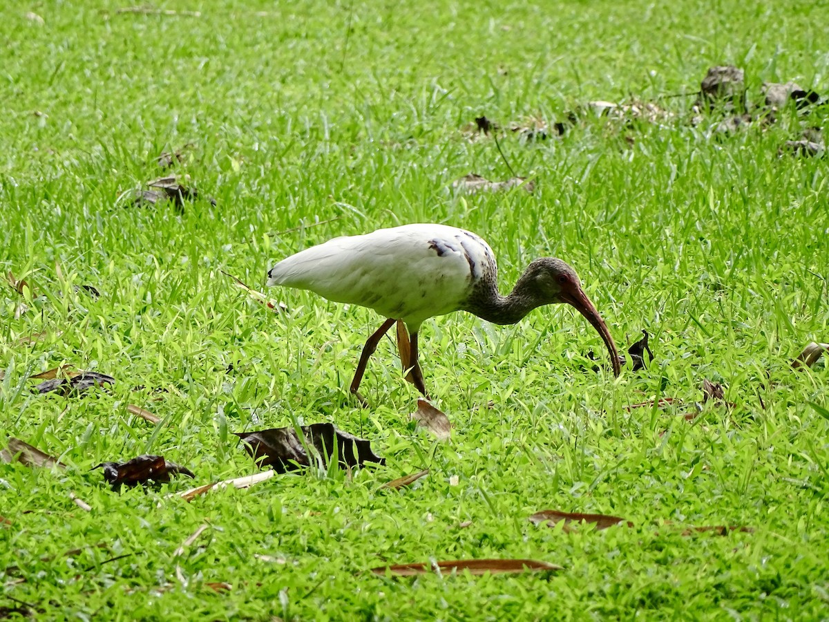ibis bílý - ML619979696