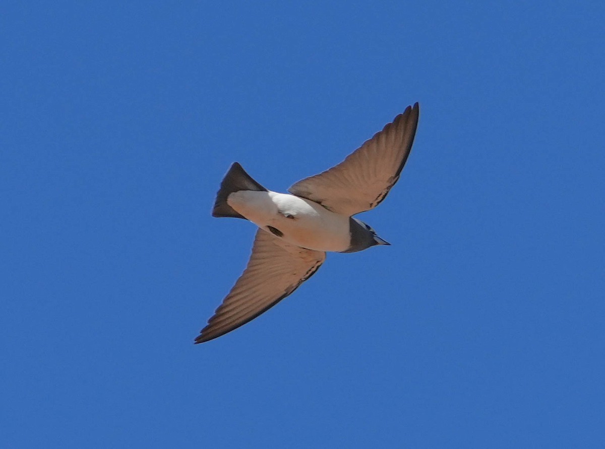 White-breasted Woodswallow - ML619979698